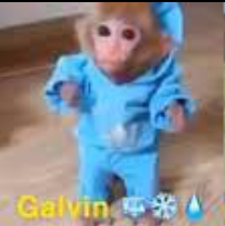 galvin